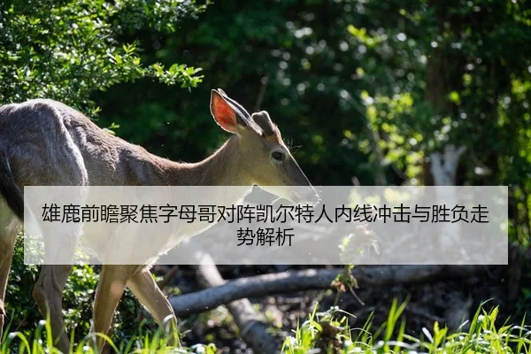 雄鹿前瞻聚焦字母哥对阵凯尔特人内线冲击与胜负走势解析